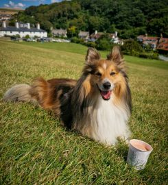 Hannah McMillan Dog Training & Behaviour