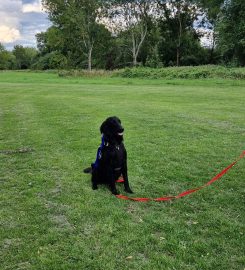 Happipup puppy and dog training