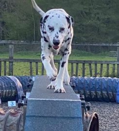 Dingley Dell Dog Training and Agility Club