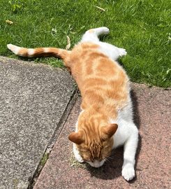 Home Cat Sitter Manchester