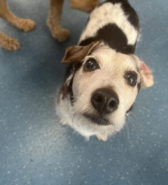 Pooches Play House Doggy Day Care Centre & Grooming salon