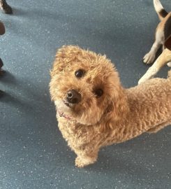 Pooches Play House Doggy Day Care Centre & Grooming salon