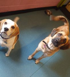 Pooches Play House Doggy Day Care Centre & Grooming salon