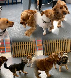 Happy Dogs Daycare