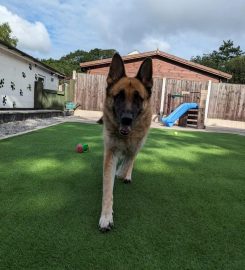 Shelley's Kennels