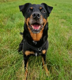 Hannah McMillan Dog Training & Behaviour