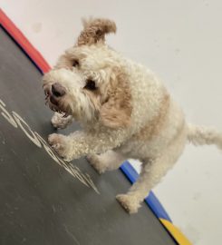 Happy Dogs Daycare