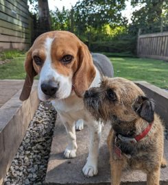 Shelley's Kennels