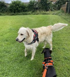 Petmates Chester – Professional Dog Walking & Pet Sitting