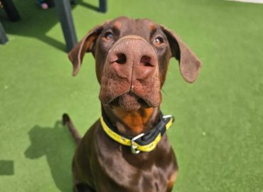 Dogs Trust Dog School Manchester West