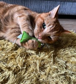 SK8 Cat Sitting