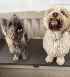 Happy Dogs Daycare