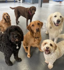 Happy Dogs Daycare