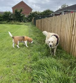 Petmates Chester – Professional Dog Walking & Pet Sitting