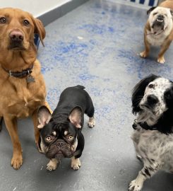 Happy Dogs Daycare