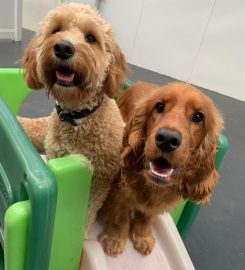 Auntie's Doggie Daycare, Grooming & Shop (Preston)