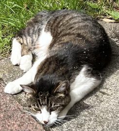 Home Cat Sitter Manchester