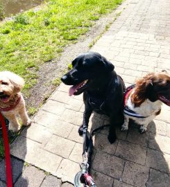 Springfield Dog Walker and Pet Services