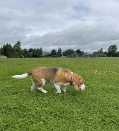 Petmates Chester – Professional Dog Walking & Pet Sitting