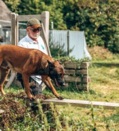 Adniel Dog Training