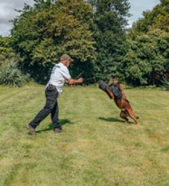 Adniel Dog Training