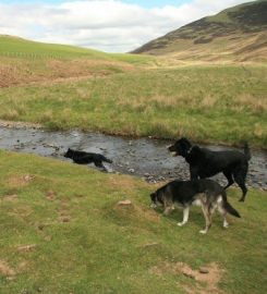 BRAW DOGS – Dog Walking & Pet Services in West Lothian