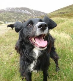 BRAW DOGS – Dog Walking & Pet Services in West Lothian