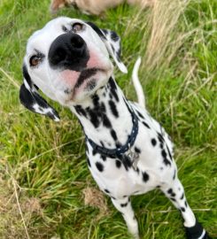 Truro Dog Minding Service