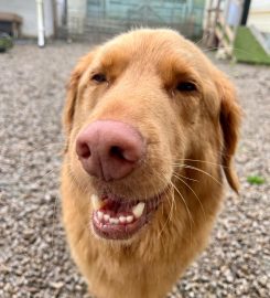 Truro Dog Minding Service