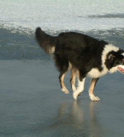 K9 Trotters Dog Walking