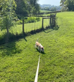 Animal Paradise Kennels