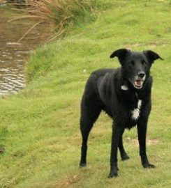 BRAW DOGS – Dog Walking & Pet Services in West Lothian