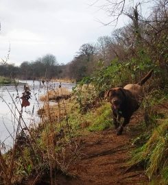 The Ayrshire Woof Pack