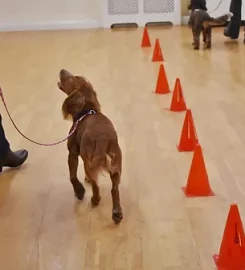 Cultured Canine Dog Training