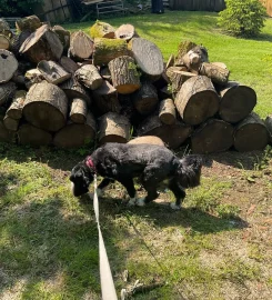 Animal Paradise Kennels