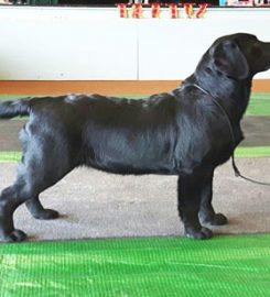 Lyanne Boarding Kennels