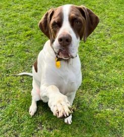 Alfa Boarding Kennels