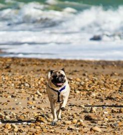 Dog Leads. The Formby Dog Walker