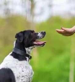 K9 School Of Barks Dog Training