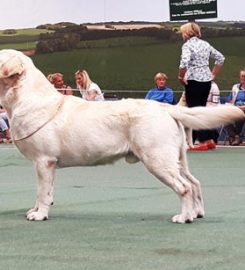 Lyanne Boarding Kennels