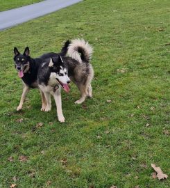 K9 School Of Barks Dog Training