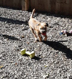 Castle Croft Kennels and Cattery