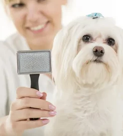 Hair of the Dog Canine Care Services