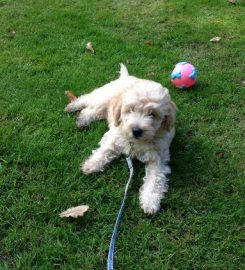 Bark in the park