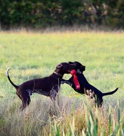 Woodland Pet Services | Dog Training & Behaviour