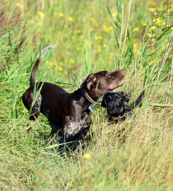 Woodland Pet Services | Dog Training & Behaviour