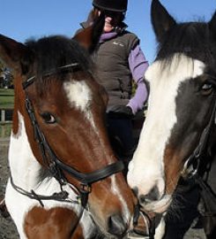 Horse and Hound School. Training and support for dogs and horses