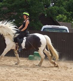 Horse and Hound School. Training and support for dogs and horses