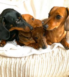 The Sausage Sitter & Friends