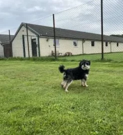 Fernilea Boarding Kennels